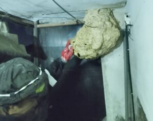 Sarang Tawon di Sudut Rumah Warga Kasin Kota Malang Berhasil Dievakuasi Tim Semut Ireng