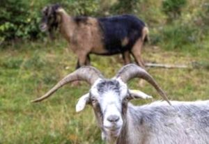 Fun Fact: Kambing Bisa Mengerti Perasaan Manusia Loh!