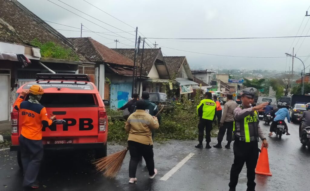 Pohon Tumbang di Kota Batu Timpa Pelajar, BPBD Imbau Hati-hati Saat di Luar Ruangan