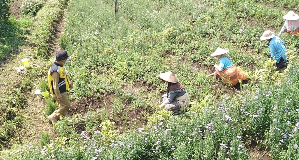 Tanaman Sayuran di Kota Batu Diserbu Wisatawan saat Libur Lebaran