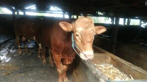 Jelang Hari Raya Kurban, Dispangtan Kota Malang Gencarkan Vaksinasi dan Pemeriksaan Hewan Kurban