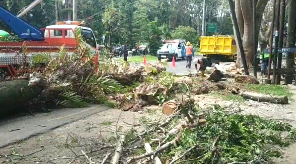 Pohon Tumbang di Kota Malang Timpa Pengendara Motor dan Kaki Petugas DLH