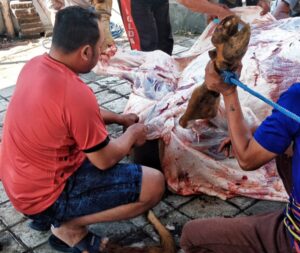 Penyembelihan Hewan Kurban di Kota Batu Tahun Ini Alami Kenaikan, Ini Totalnya
