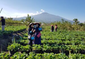 Upaya Selamatkan Ekonomi Sektor Pertanian, DPKP Kota Batu Bakal Adakan Rekrutmen Petani Milenial