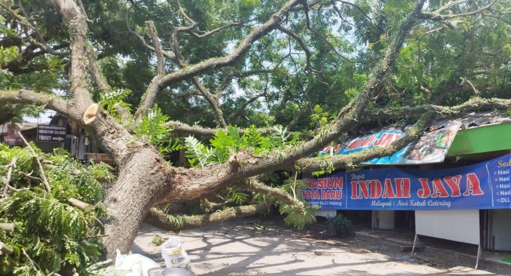 Ranting Dipangkas Satu Sisi, Pohon Setinggi 10 Meter di Depan Stasiun Kota Baru Tumbang, Ini Kata DLH
