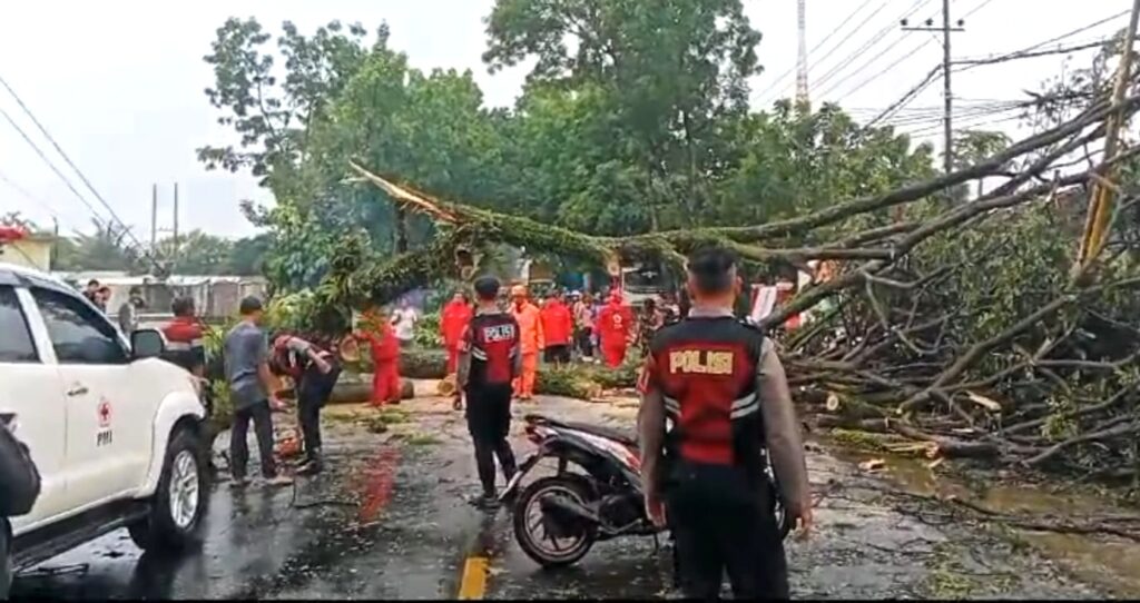 Hujan Lebat Disertai Angin Kencang Tumbangkan Dua Pohon Trembesi Berukuran Besar di Malang, hingga Sebabkan Macet Total