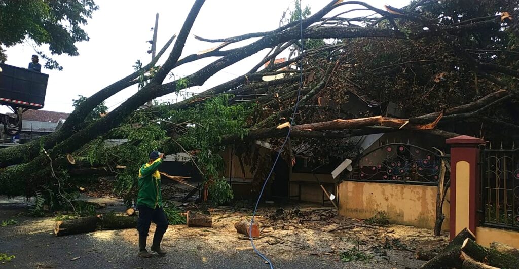 Pohon Saman Tua Roboh, Timpa Rumah Warga: Akibat Cuaca Ekstrem dan Usia Pohon
