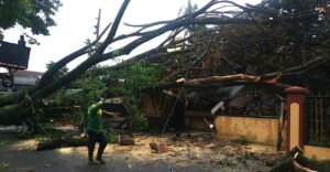 Pohon Saman Tua Roboh, Timpa Rumah Warga: Akibat Cuaca Ekstrem dan Usia Pohon
