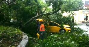 Pohon Tumbang Timpa Dua Mobil di Kota Malang, Begini Kondisi Pengendara