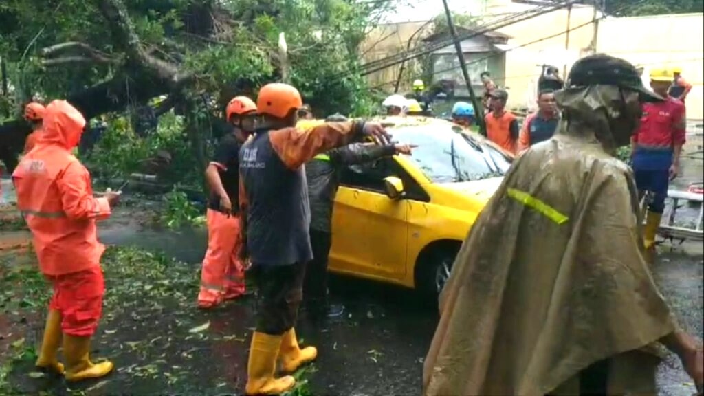 DLH Soroti Pohon Tumbang di Kota Malang: Sesuatu yang Tidak Bisa Diprediksi