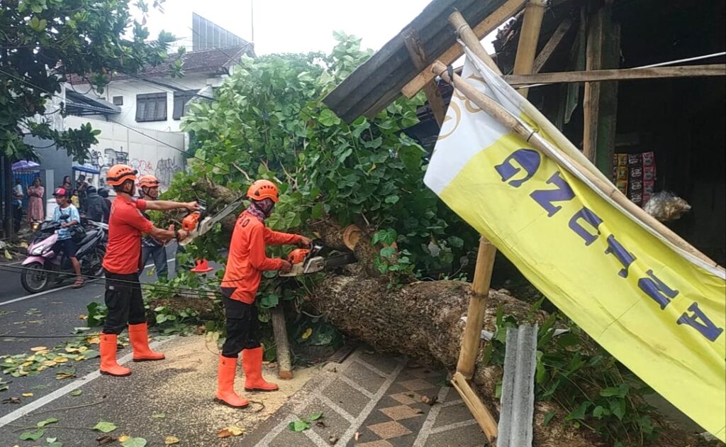 Pohon Setinggi 5 Meter Tumbang Menimpa Warung Kopi di Malang