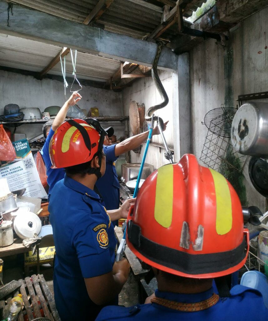 Warga Sukun Kota Malang Dikejutkan Penampakan Ular Piton Di Atap Dapur Rumah Warga