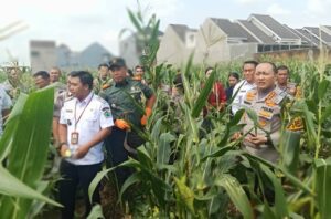Kapolresta Bersama Kadispangtan Kota Malang Panen Raya Jagung Jenis Pertiwi 6