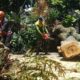 Akar Rapuh, Pohon Flamboyan Timpa Tiang PJU dan Pagar Rumah