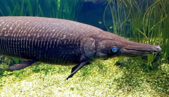 Ikan Aligator Teror Telaga Polaman, Ekosistem Lokal Terancam