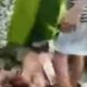 Tertimpa Pohon Tua Saat Pulang dari Kebun, Warga Wajak Tewas di Tempat