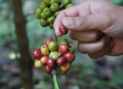 Dilema Petani Kopi Wagir di Lereng Timur Gunung Kawi