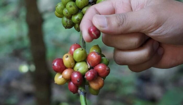 Dilema Petani Kopi Wagir di Lereng Timur Gunung Kawi