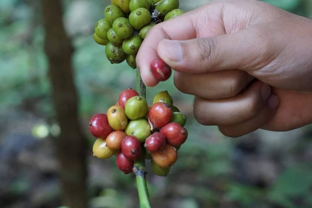 Aroma tanah basah dan kabut pagi yang menggantung di lereng timur Gunung Kawi, Kecamatan Wagir, Kabupaten Malang, menyambut Pietra Widiadi setiap harinya. Selama satu dekade terakhir, pria berusia 44 tahun itu tekun merawat pohon-pohon kopi di lahan bekas tegalan yang dahulu rusak parah