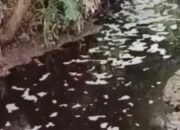 Warga di kawasan aliran sungai yang melintasi perbatasan Desa Sumber Ngepoh dan Kecamatan Lawang, Kabupaten Malang, resah. Ini setelah air sungai yang biasanya jernih, kini berubah warna menjadi gelap dan mengeluarkan busa pekat.