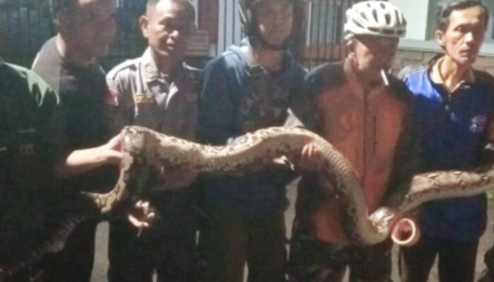 Warga Geger, Ular Piton Sepanjang 4,5 Meter Dievakuasi dari Saluran Air di Taman Sulfat Timur