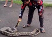 Lagi, Warga Kembali Temukan Ular Piton Besar di Taman Sulfat Malang