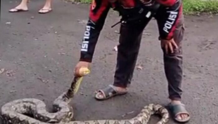 Lagi, Warga Kembali Temukan Ular Piton Besar di Taman Sulfat Malang