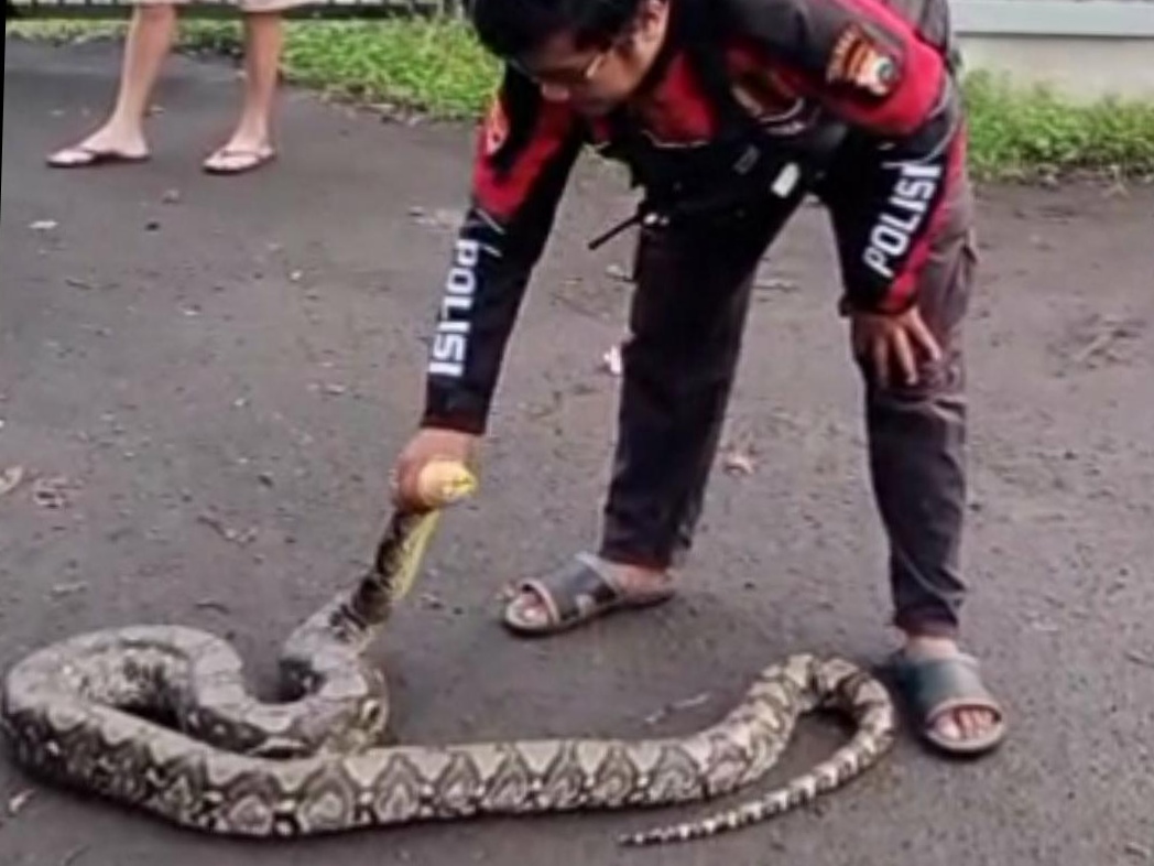 Warga di kawasan Taman Sulfat Timur, Kelurahan Bunulrejo, Kecamatan Blimbing, Kota Malang, kembali menemukan ular Piton berukuran besar, Selasa (13/5/2025) dini hari. Jika sebelumnya sepanjang 4,5 meter, kali ini panjangnya 3,5 meter.
