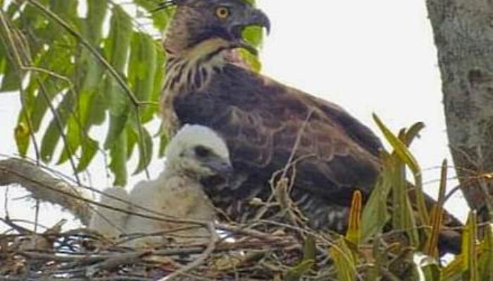 Sahabat Alam Indonesia Soroti Perlindungan terhadap Hutan Lindung dan Laut Malang Selatan