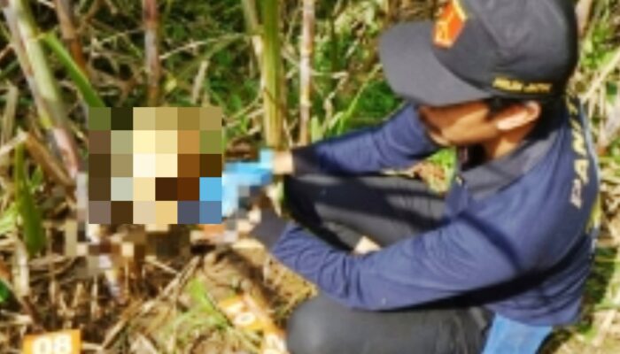 Kerangka Manusia Ditemukan Petani di Ladang Tebu Pagak, Diduga ODGJ