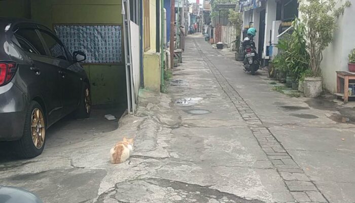 Teror Kematian Misterius Belasan Kucing Resahkan Warga Bunulrejo Kota Malang