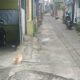 Fenomena kematian misterius belasan kucing kembali menghantui warga Kota Malang. Kali ini, peristiwa memilukan itu terjadi di lingkungan RW 16, Kelurahan Bunulrejo, Kecamatan Blimbing.