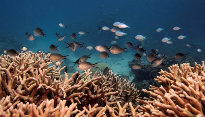 WMO Catat Rekor Gelombang Panas Laut Melanda Pasifik Barat Daya, Termasuk Indonesia