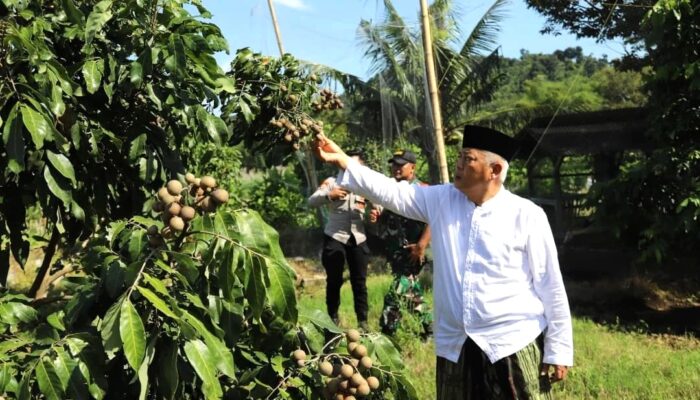 Bupati Malang Panen Perdana Kelengkeng Unggulan di Kasembon
