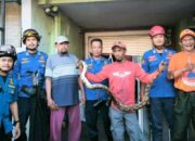 Ular Merayap Masuk Rumah di Sukun Malang, Damkar Kota Malang Bergerak Cepat