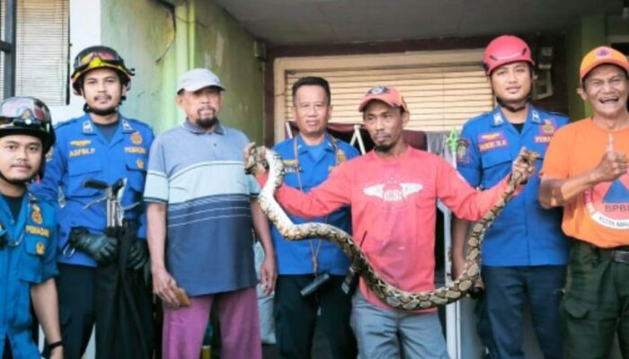 Ular Merayap Masuk Rumah di Sukun Malang, Damkar Kota Malang Bergerak Cepat