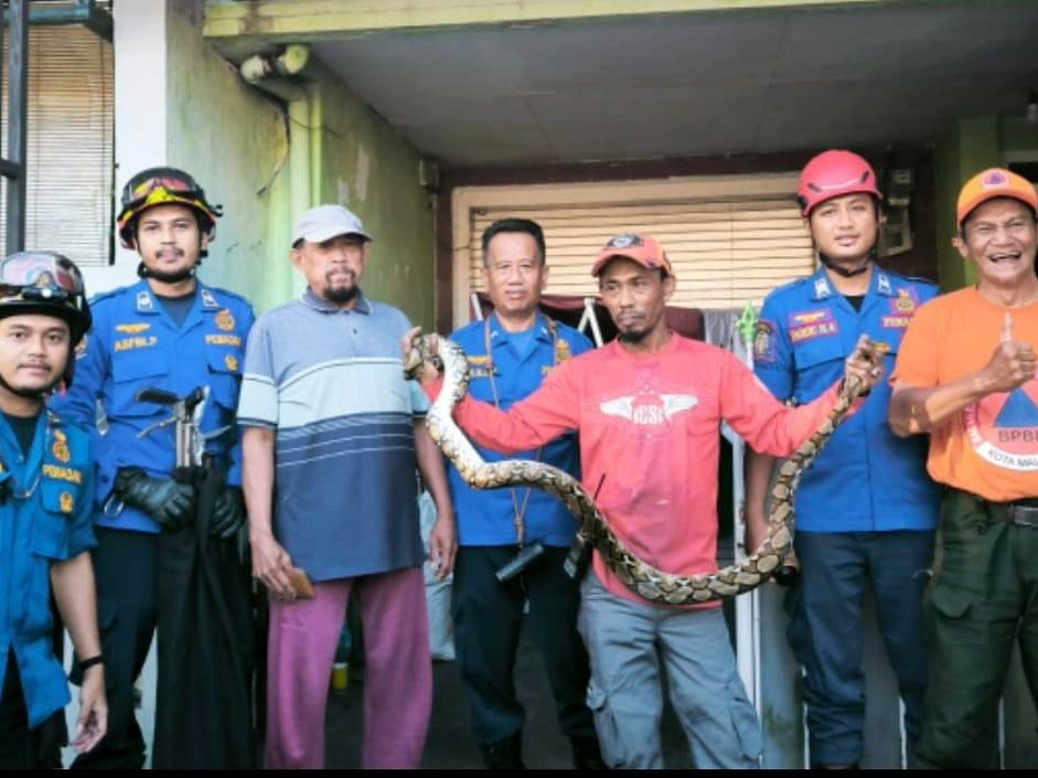 Sunardji, warga Jalan Suwari Utara No. 46, Kelurahan Sukun, Kota Malang, dikejutkan oleh sosok tak biasa yang menyelinap ke pekarangan rumahnya. Seekor ular besar tampak melata pelan di antara genteng dan dinding.