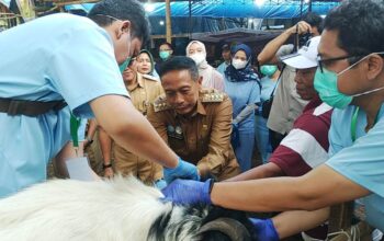 Jelang Iduladha, Wali Kota Malang Cek Kesehatan Hewan Kurban di Sawojajar