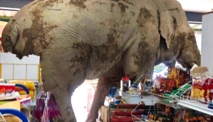 Insiden Unik di Thailand, Gajah Mengambil Makanan Ringan di Toko Kelontong