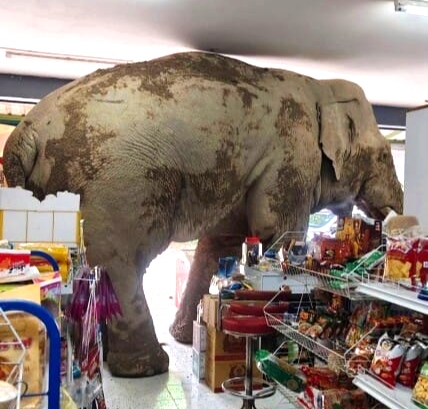 Seekor gajah liar yang kelaparan menjadi pusat perhatian di Thailand saat ia tiba-tiba muncul di sebuah toko kelontong dekat Taman Nasional Khao Yai, Timur Laut Thailand pada Senin (02/06).