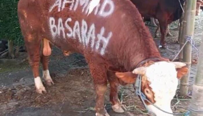Ahmad Basarah Sumbang Sapi Raksasa untuk Qurban, Serukan Nasionalisme Spiritual di Idul Adha