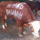 Ahmad Basarah Sumbang Sapi Raksasa untuk Qurban, Serukan Nasionalisme Spiritual di Idul Adha
