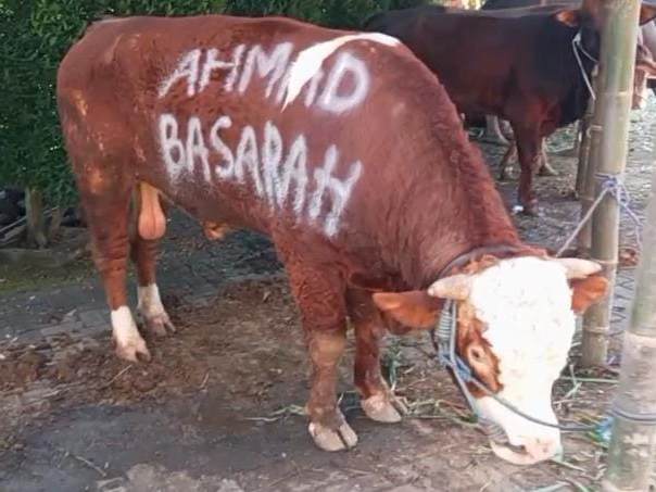 Ahmad Basarah Sumbang Sapi Raksasa untuk Qurban, Serukan Nasionalisme Spiritual di Idul Adha