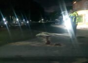 Kecelakaan Adu Banteng di Pagelaran Malang, Satu Tewas di Tempat, Satu di Rumah Sakit