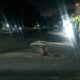 Kecelakaan Adu Banteng di Pagelaran Malang, Satu Tewas di Tempat, Satu di Rumah Sakit