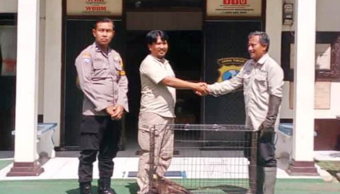 Polres Malang Serahkan Satwa Dilindungi Elang Ular Bido ke BBKSDA Jatim