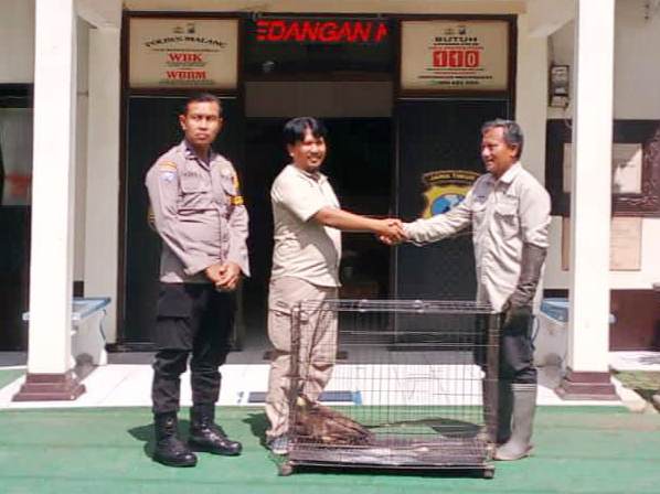 Polres Malang Serahkan Satwa Dilindungi Elang Ular Bido ke BBKSDA Jatim
