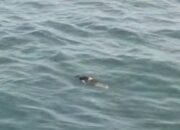Dua Wisatawan Terseret Ombak di Pantai Ungapan Malang, Satu Korban belum Ditemukan