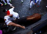 Festival San Fermin 2025 yang digelar di Pamplona, Spanyol, berubah mencekam setelah seorang peserta ditanduk banteng dan tujuh lainnya mengalami luka-luka pada hari kedua acara pada Selasa (8/7).