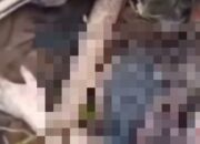 Geger Penemuan Mayat Mr. X di Aliran Sungai Srimulyo Dampit Kabupaten Malang